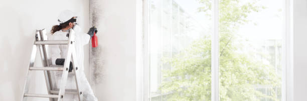 Best Environmental Consulting for Mold Prevention  in Corralitos, CA